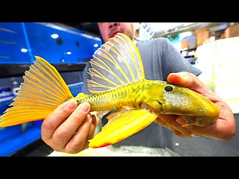 UNBOXING Beautiful FRESHWATER FISH from BRAZIL We just received an incredible shipment of tropical fish straight from the Amazon River in Brazil 