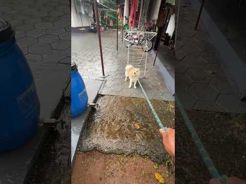 മഴ പെയ്താൽ mickey മണ്ണിൽ ഇറങ്ങില്ല ഭയങ്കര വൃത്തിയാ പെടുക്കാൻ പോലും പോണ്ട#dogfunnyvideos#doglover#pet
