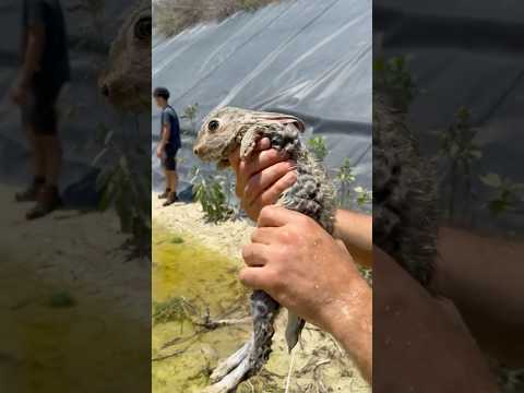 Siguen Mur1end0 animales ๐ #rescates #animales #viral