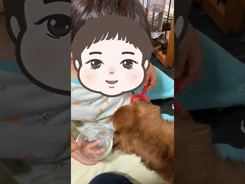 子供嫌いの犬と一番上手く付き合っている子【2歳3ヶ月】