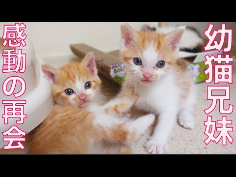 5匹の幼猫兄妹、離れ離れから感動の再会…⁉︎ Reunion of the rescued kitties