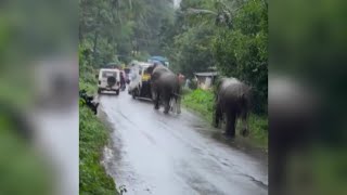 കരുവാരക്കുണ്ട്, തൂവ്വൂർ മേഖലകളെ വിറപ്പിച്ച് പട്ടാപകൽ കാട്ടാനക്കൂട്ടം നാട്ടിലിറങ്ങി