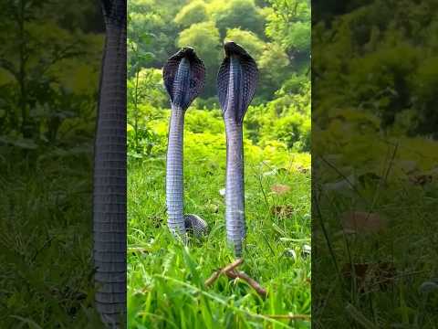 A disabled duckling helps his cat friend🐥#DuckRescue #CuteAnimal #AnimalRescue
