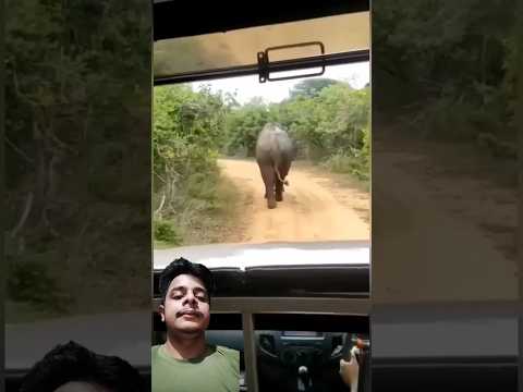 A disabled duckling helps his cat friend🐥#DuckRescue #CuteAnimal #AnimalRescue