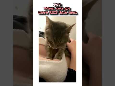 #cats #romanticcats #kittens #funnyanimals #cute #pets #petlover #memes #trending #fypシ