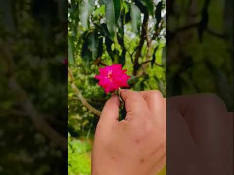 সুরা_নাস ❤️🥀🌸#তিলাওয়াত_২০২৫#shorts #youtubeshorts #viral #tranding
