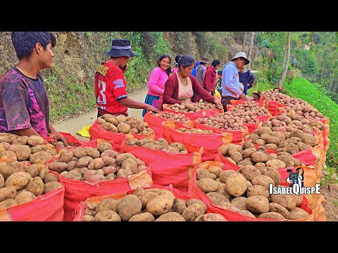 Así COSECHAMOS PAPA en los Andes de Huancavelica Perú 🇵🇪 | Isabel Quispe