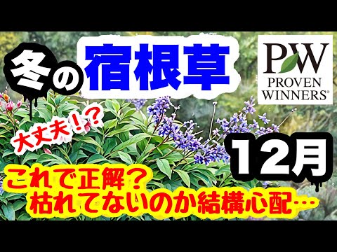 ◆【12月の宿根草】PW最新品種！初めての冬越しの状態…