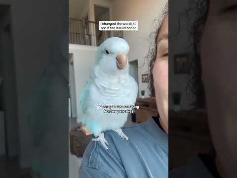 She immediately knew 😂 #quakerparrot #birds #parrot #rescue #baconpancakes