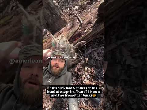 Tangled up Deer Sheds #shedhunting