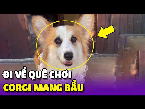 Nàng Corgi về quê chơi bất ngờ mang bầu với anh hàng xóm