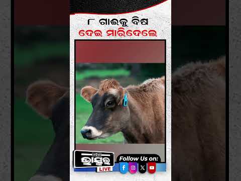 8 ଗୋମାତାର ଜୀବନ ନେଇଗଲା ନର ରାକ୍ଷସ #shortsvideo #odishabhaskar
