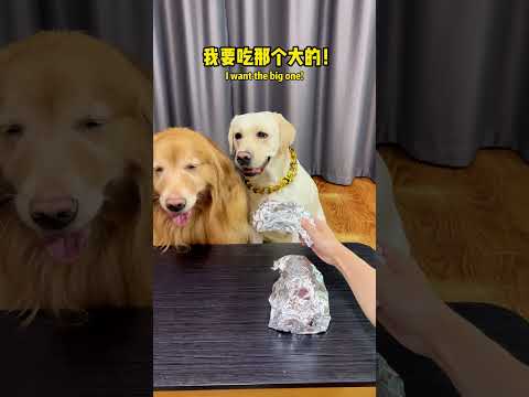 狗套路真深防不胜防呀Dog: Such tricky schemes—totally impossible to guard against#搞笑汪驾到#萌寵#寵物#搞笑#拉布拉多 #doglover