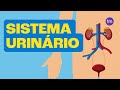 Sistema Urinário: Funções e Estruturas