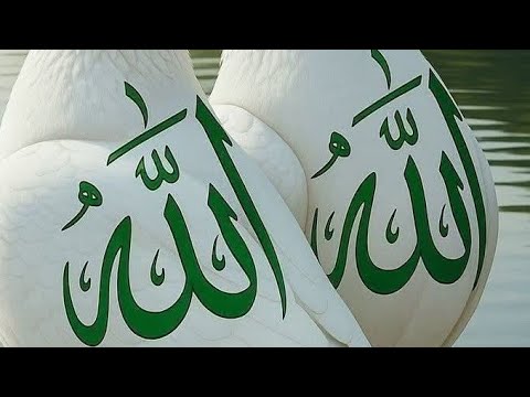 الله الله اهلين كفكم لايك سبسكرايب وشير جزاكم الله خير