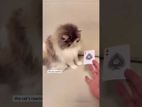 The Smartest Cats Ever: Water Play, Magic Reactions & English Skills! 🐱🎉 #funny #cat
