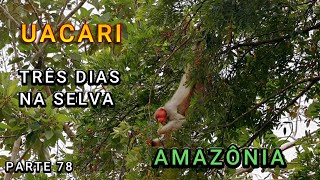 TRÊS DIAS NA FLORESTA AMAZÔNICA - MACACO UACARI - VÍDEO  78