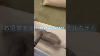 おへんじ！かわいすぎるにゃ　たぬ家の日常　#Shorts　#猫　#癒し　#かわいい猫