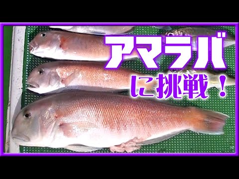 シロアマダイ! アマラバに挑戦! 宝栄丸(和歌山市 和歌浦漁港)【 シロアマダイ 和歌山 釣り 】