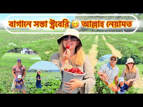 🍓 শুধু ৫ টাকা কেজি! এত সস্তা স্ট্রবেরি আর এমন স্বাদ! আল্লাহর রহমতে আশ্চর্য অভিজ্ঞতা!