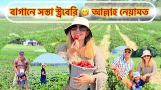 🍓 শুধু ৫ টাকা কেজি! এত সস্তা স্ট্রবেরি আর এমন স্বাদ! আল্লাহর রহমতে আশ্চর্য অভিজ্ঞতা!