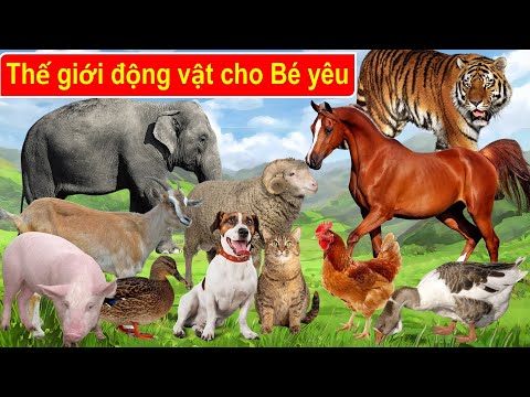 Dạy bé học tiếng anh các con vật qua hình ảnh   / Dạy bé tập nhận biết tên các con vật - Thanh nấm