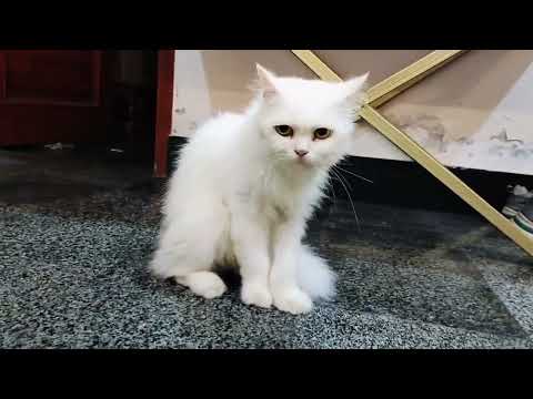 Beautiful Cat Playing with Toy Car 🚨