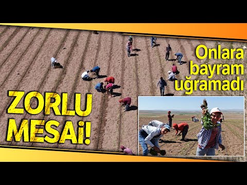 Mevsimlik İşçilerin Gurbet Mesaisi Bayramda da Sürüyor