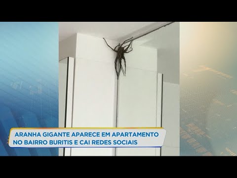 Aranha gigante aparece em apartamento de bairro nobre de BH