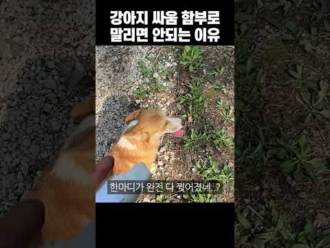 개 물림 사고 아빠 웰시코기랑 새끼들 강아지 싸움 말리다 손가락뼈 빼고 다 잘린 날 #shorts
