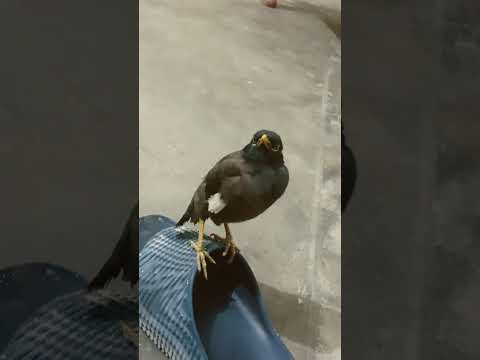 jucking ?#birds #birdslover #aquariumhobby #viral #reels #fypシ #shortvlog #petsvlog #pets #shorts