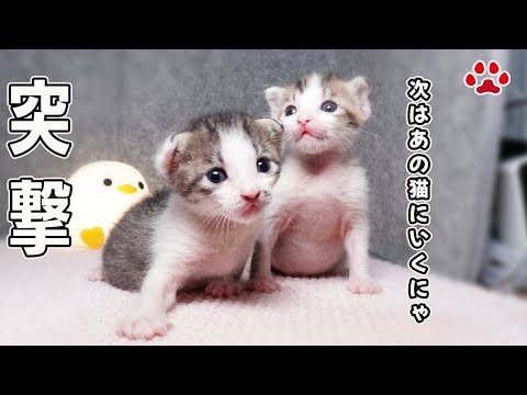 ハイハイで突撃!先輩猫に向かっていった結果…【瀬戸のステラ&クロエ日記】