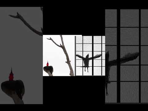 鳥振翅 #drawing #animation