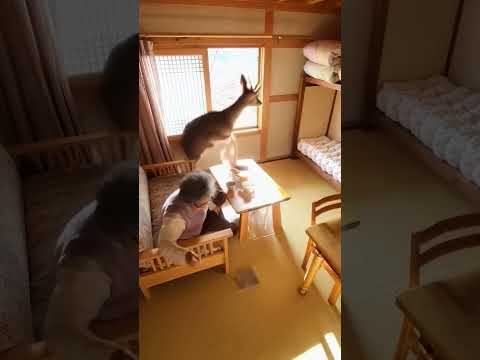 평화로운 오후, 고라니가 다 부쉈다!