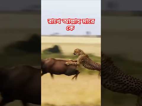 রাখে আল্লাহ মারে কে। Quran Recitation || Quran Talowet || Surah #shorts #mg_islamic_videos #quran