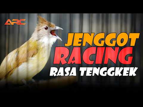 CUCAK JENGGOT RACING RASA TENGKEK SUPER GACOR MEWAH