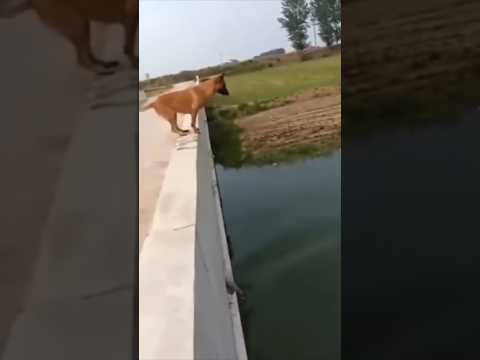 كلب ينقذ رجل من الغرق !!