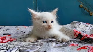 Small Cat Sound 🥰 | Cat Sounds | Cat Voice Sound