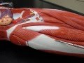 Muscle Anatomy and Functions