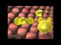 Exploring the Role of Enzymes in Biological Reactions