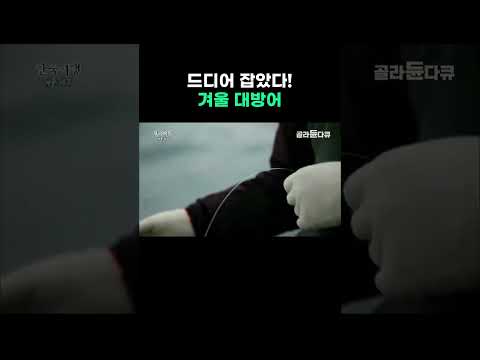 드디어 잡았다 겨울 대방어 #골라듄다큐 #shorts