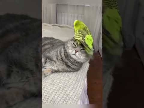 Cat vs bird#kitten #cat #foryou #funnycat #catsoftiktok #catlover #fyp