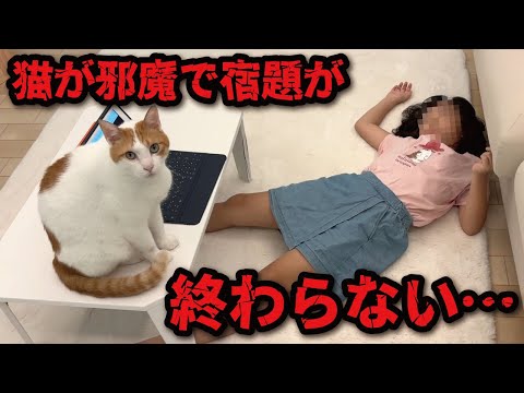 猫の動画サムネイル - 【悲報】猫が邪魔をして夏休みの宿題が終わらない件【関西弁でしゃべる猫】【猫アテレコ】