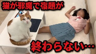 【悲報】猫が邪魔をして夏休みの宿題が終わらない件【関西弁でしゃべる猫】【猫アテレコ】