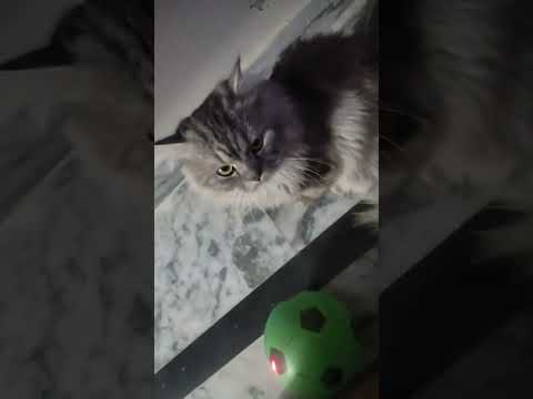 Mr Timmy reaction on laser light 😻#cat #yt #shortsfeed