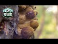 Impact of Fungi on Ecosystems