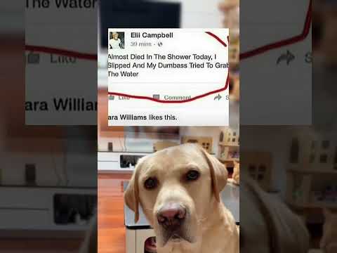 #memes #story #dog #shorts #pets