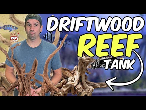 Can I Use Driftwood to Aquascape a Saltwater Reef  Tyler used driftwood in his mangrove saltwater reef tank…and it looks AWESOME!  Plus, an update on