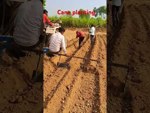 Cane planting #farming #sugarcane #sugarplant #shortvideo