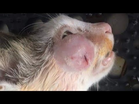Removing A Big Cuterebra From Tiny Kitten #601